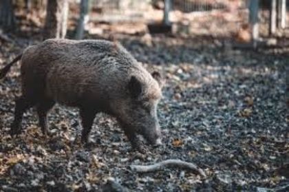 COMUNICATO - CACCIA AL CINGHIALE IN BRACCATA